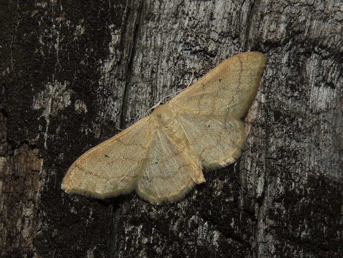 Idaea straminata - Geometridae